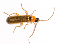 Rhagonycha lutea